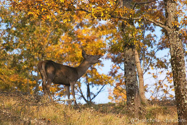PASSIONE PER IL CERVO